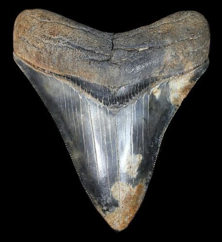 Serrated, Megalodon Tooth - Colorful Blade #62867